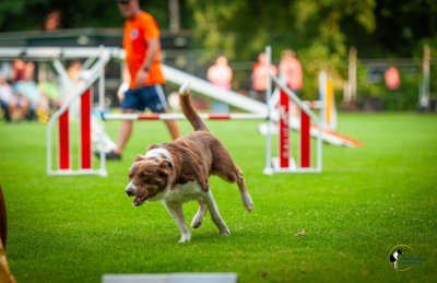 Agility onderlinge wedstrijd