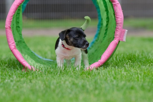 825545-jack-russel-puppy-750608-1920
