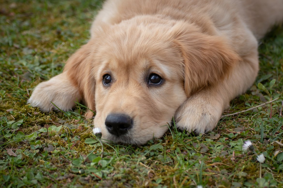 birgl-dog-4372036