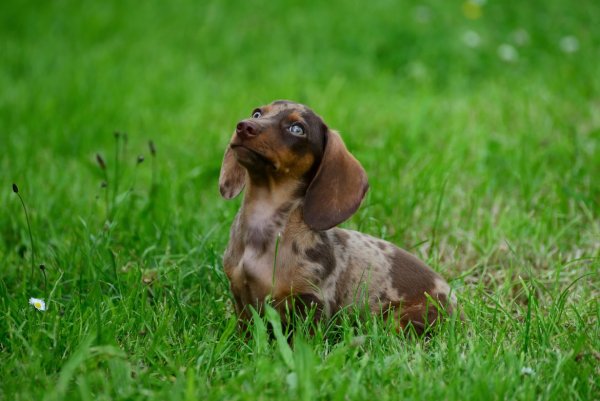 congerdesign-dachshund-8910099