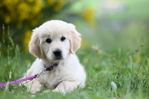jaclou-dl-golden-retriever-puppy-amber-9853499-1920