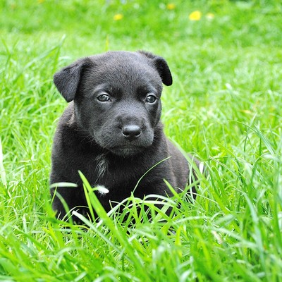 x-treme-dog-400x400